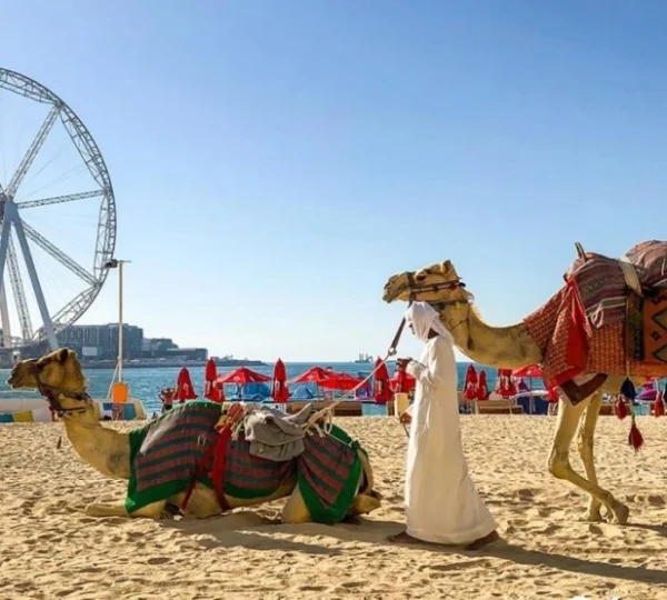 Camel ride Experience On JBR Beach