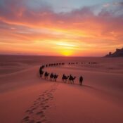 Camel caravan routes Dubai