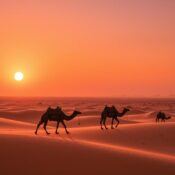 Adventure Camel Riding Dubai